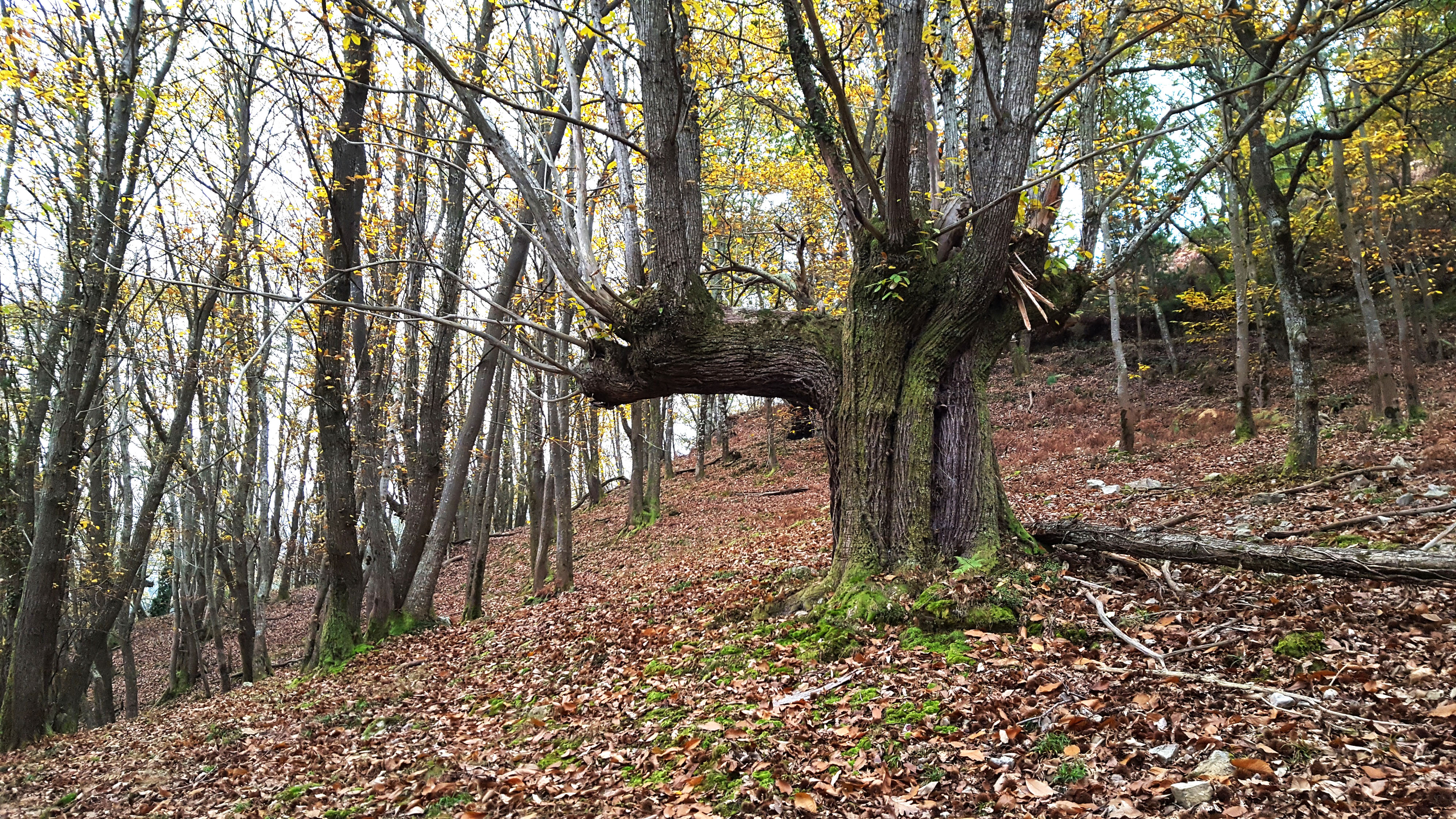 Imágenes de otoño